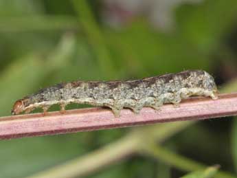  Chenille de Anaplectoides prasinus D. & S. - ©Philippe Mothiron