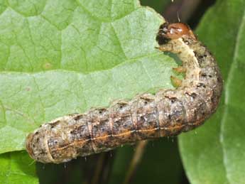  Chenille de Anaplectoides prasinus D. & S. - Philippe Mothiron