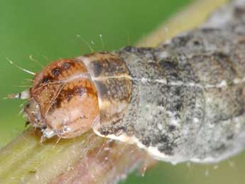  Chenille de Anaplectoides prasinus D. & S. - Philippe Mothiron