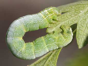  Chenille de Theria primaria Hw. - ©Raymond Villatte