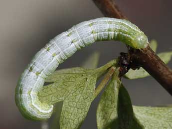  Chenille de Theria primaria Hw. - ©Raymond Villatte