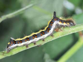  Chenille de Acronicta psi L. - ©Philippe Mothiron