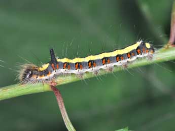  Chenille de Acronicta psi L. - ©Philippe Mothiron