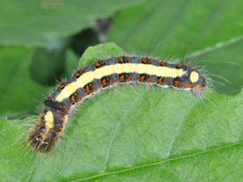  Chenille de Acronicta psi L. - ©Philippe Mothiron