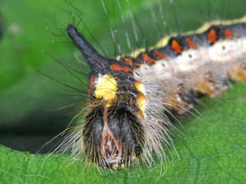  Chenille de Acronicta psi L. - ©Philippe Mothiron