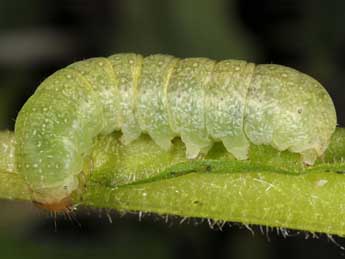  Chenille de Atypha pulmonaris Esp. - Wolfgang Wagner, www.pyrgus.de