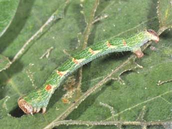  Chenille de Cyclophora punctaria L. - ©Philippe Mothiron