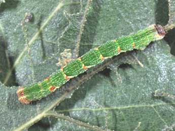  Chenille de Cyclophora punctaria L. - ©Philippe Mothiron