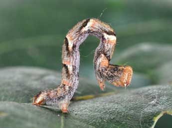  Chenille de Cyclophora punctaria L. - ©Philippe Mothiron