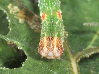  Chenille de Cyclophora punctaria L. - ©Philippe Mothiron