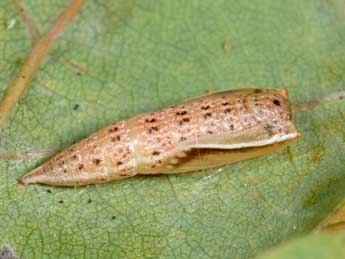  Chrysalide de Cyclophora punctaria L. - ©Philippe Mothiron