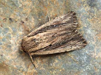 Leucania putrescens Hb. adulte - Daniel Morel