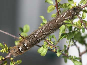  Chenille de Gastropacha quercifolia L. - ©Emmanuel Ruiz