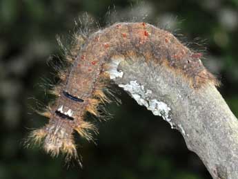  Chenille de Gastropacha quercifolia L. - Philippe Mothiron