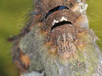  Chenille de Gastropacha quercifolia L. - Philippe Mothiron