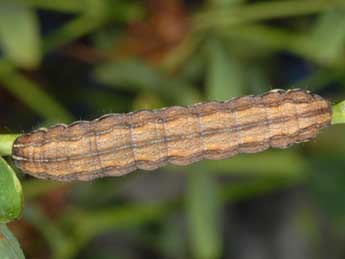  Chenille de Actinotia radiosa Esp. - ©Wolfgang Wagner, www.pyrgus.de