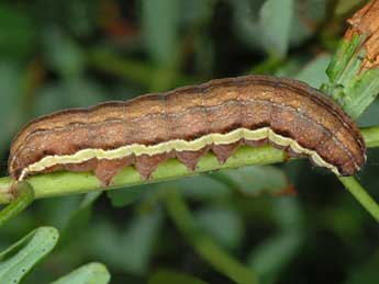  Chenille de Actinotia radiosa Esp. - Wolfgang Wagner, www.pyrgus.de