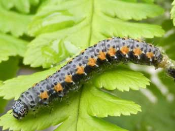  Chenille de Bryophila raptricula D. & S. - Jrmy Detre