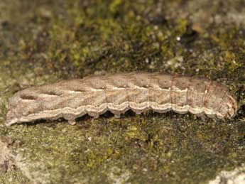  Chenille de Spaelotis ravida D. & S. - Wolfgang Wagner, www.pyrgus.de