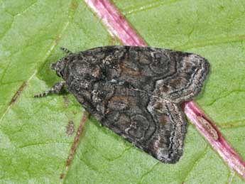 Bryophila ravula Hb. adulte - Philippe Mothiron