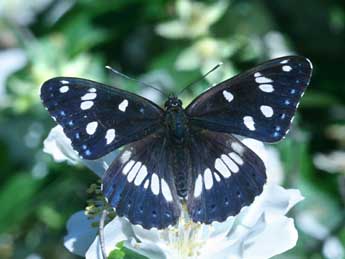 Limenitis reducta Stgr adulte - ©Alex Corge