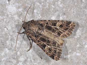 Sideridis reticulata Gze adulte - Philippe Mothiron