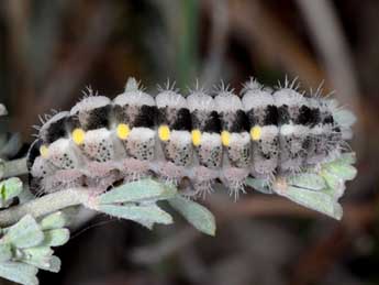  Chenille de Zygaena rhadamanthus Esp. - Wolfgang Wagner, www.pyrgus.de