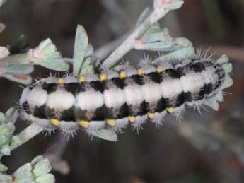  Chenille de Zygaena rhadamanthus Esp. - Wolfgang Wagner, www.pyrgus.de