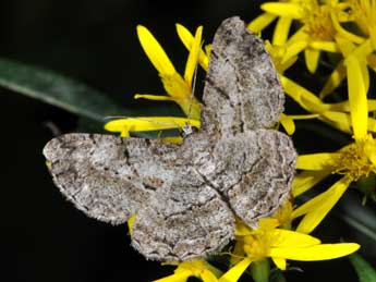 Peribatodes rhomboidaria D. & S. adulte - Philippe Mothiron