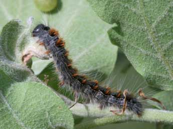  Chenille de Eriogaster rimicola D. & S. - ©Alex Corge