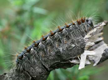  Chenille de Eriogaster rimicola D. & S. - ©Alex Corge