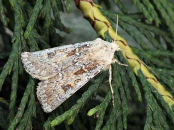 Agrotis ripae Hb. adulte - ©Daniel Morel