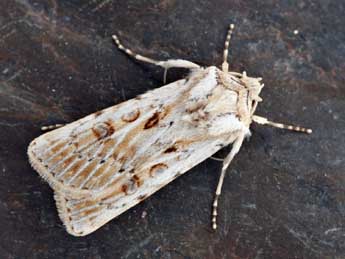 Agrotis ripae Hb. adulte - ©Daniel Morel