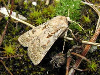 Agrotis ripae Hb. adulte - ©Benot Mry