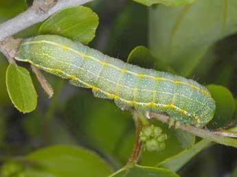  Chenille de Perigrapha rorida Frivaldsky - Wolfgang Wagner, www.pyrgus.de