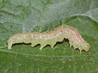  Chenille de Hypena rostralis L. - Jean-Paul Coat