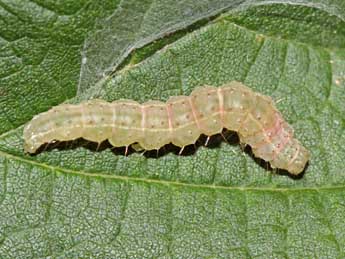  Chenille de Hypena rostralis L. - Jean-Paul Coat