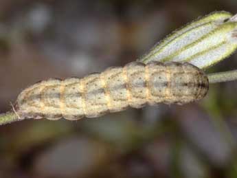  Chenille de Hadena ruetimeyeri Brsn - ©Wolfgang Wagner, www.pyrgus.de