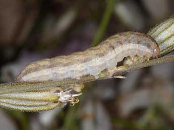  Chenille de Hadena ruetimeyeri Brsn - Wolfgang Wagner, www.pyrgus.de