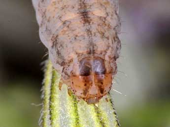  Chenille de Hadena ruetimeyeri Brsn - Wolfgang Wagner, www.pyrgus.de