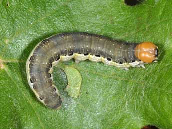  Chenille de Asphalia ruficollis D. & S. - ©Wolfgang Wagner, www.pyrgus.de