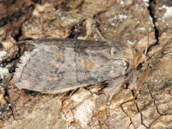 Asphalia ruficollis D. & S. adulte - ©Wolfgang Wagner, www.pyrgus.de