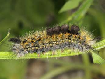  Chenille de Orgyia rupestris Rbr - Wolfgang Wagner, www.pyrgus.de