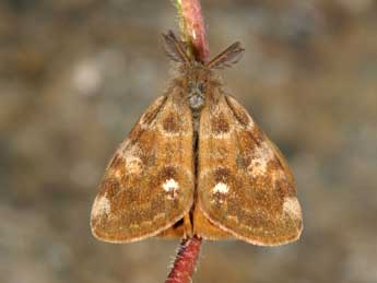 Orgyia rupestris Rbr adulte - ©Wolfgang Wagner, www.pyrgus.de