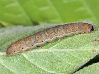  Chenille de Spudaea ruticilla Esp. - ©Philippe Mothiron