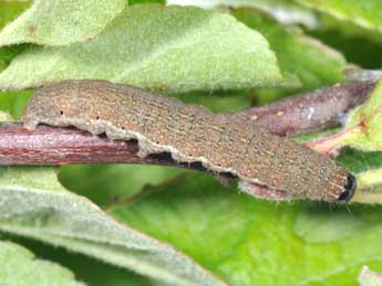  Chenille de Spudaea ruticilla Esp. - ©Philippe Mothiron