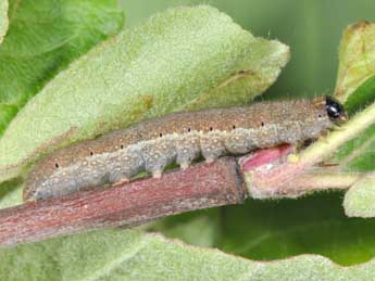  Chenille de Spudaea ruticilla Esp. - ©Philippe Mothiron