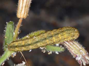  Chenille de Hadena sancta protai Berio - ©Wolfgang Wagner, www.pyrgus.de