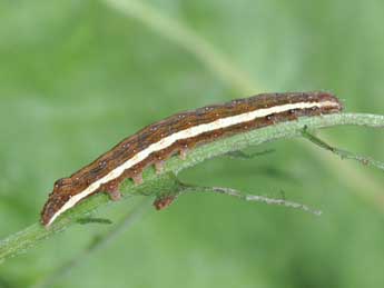  Chenille de Dypterygia scabriuscula L. - ©Philippe Mothiron