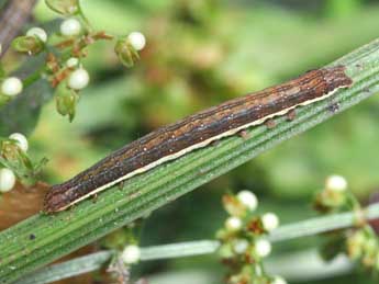  Chenille de Dypterygia scabriuscula L. - ©Philippe Mothiron